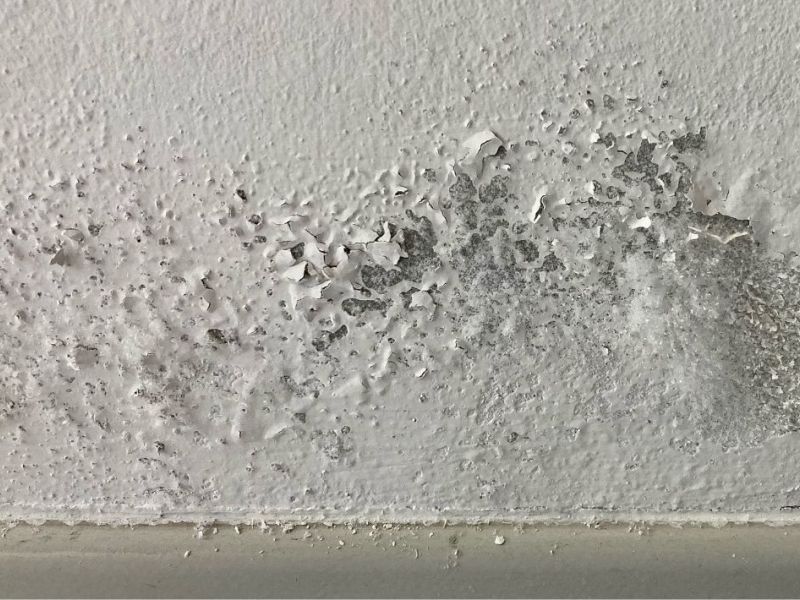 What Is The Average Cost Of Mold Removal In Belleville