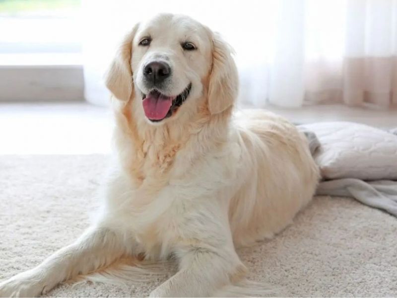 What Is The Average Cost Of Odor Removal In Farmington Hills Mi