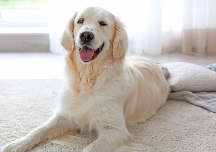 What Is The Average Cost Of Odor Removal In Farmington Hills Mi