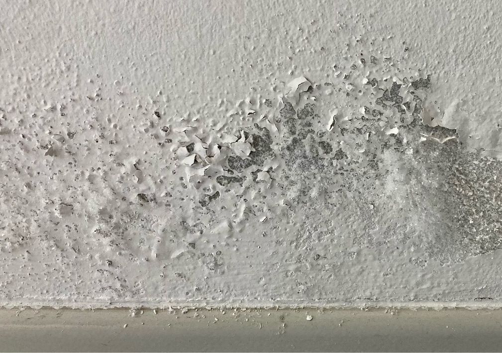 What Is The Average Cost Of Mold Removal In Belleville