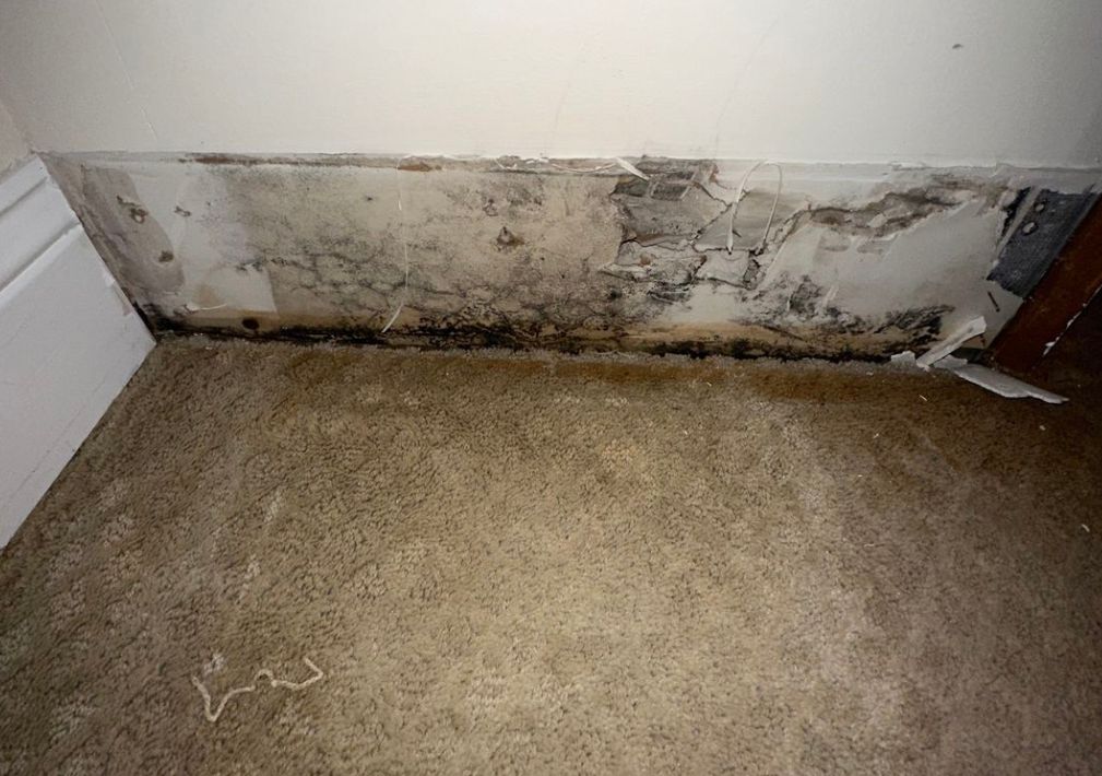 What Is The Average Cost Of Mold Remediation In Woodstock Ga