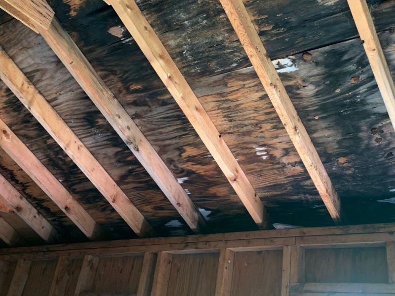 What Is The Average Cost Of Mold Restoration In Livingston