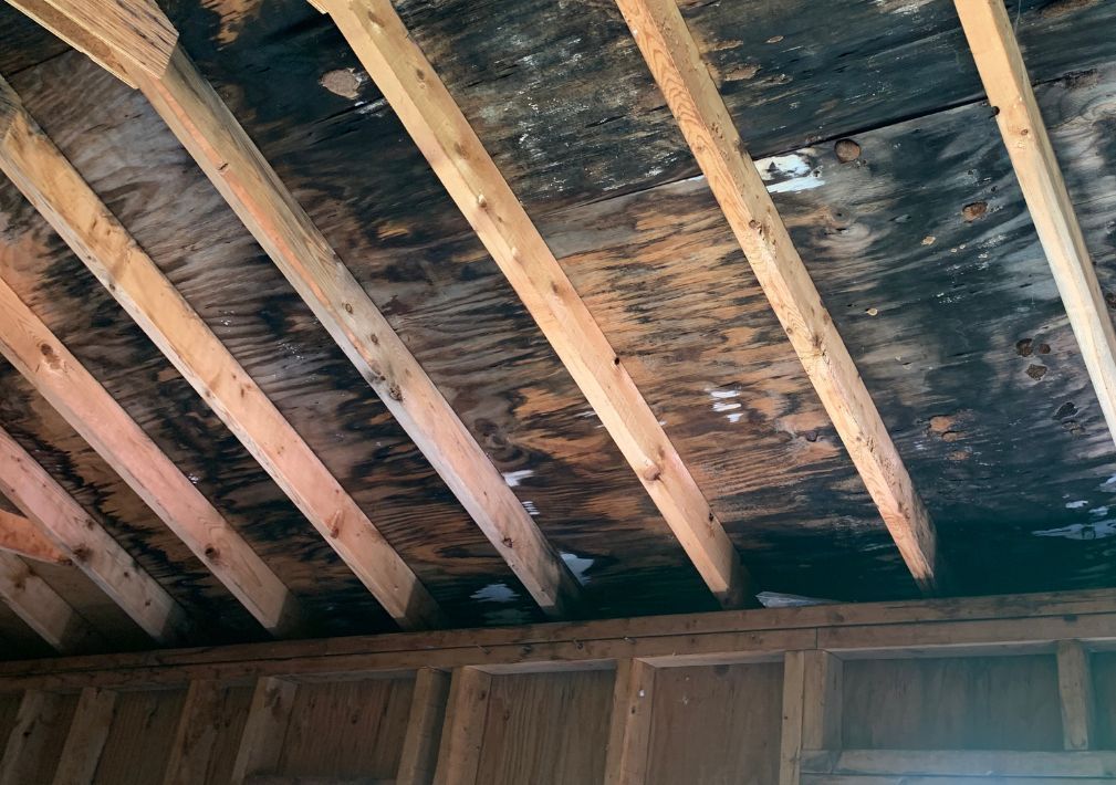 What Is The Average Cost Of Mold Restoration In Livingston