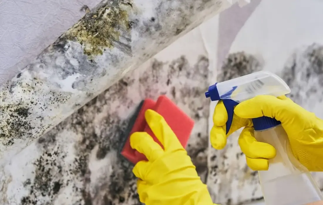 Affordable Commercial Mold Remediation Service In Morris, AL