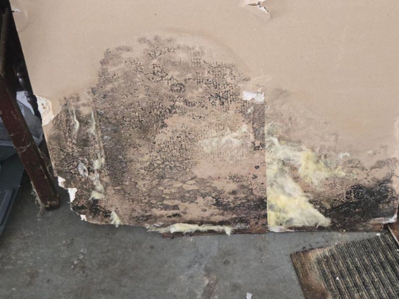 What Is The Average Cost Of Mold Remediation In Gardendale Al