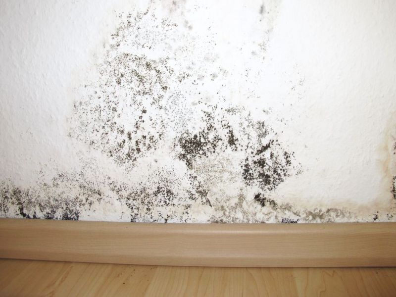 What Is The Average Cost Of Mold Removal In Wellington