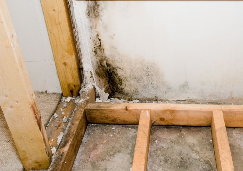 What Is The Average Cost Of Mold Remediation In Coconut Creek Fl