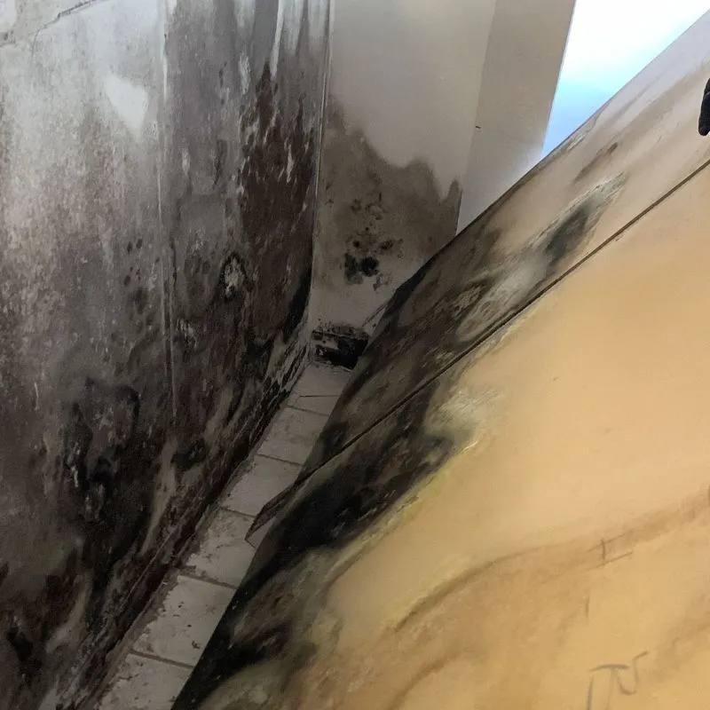 Expert Mold Testing Pompano Beach FL