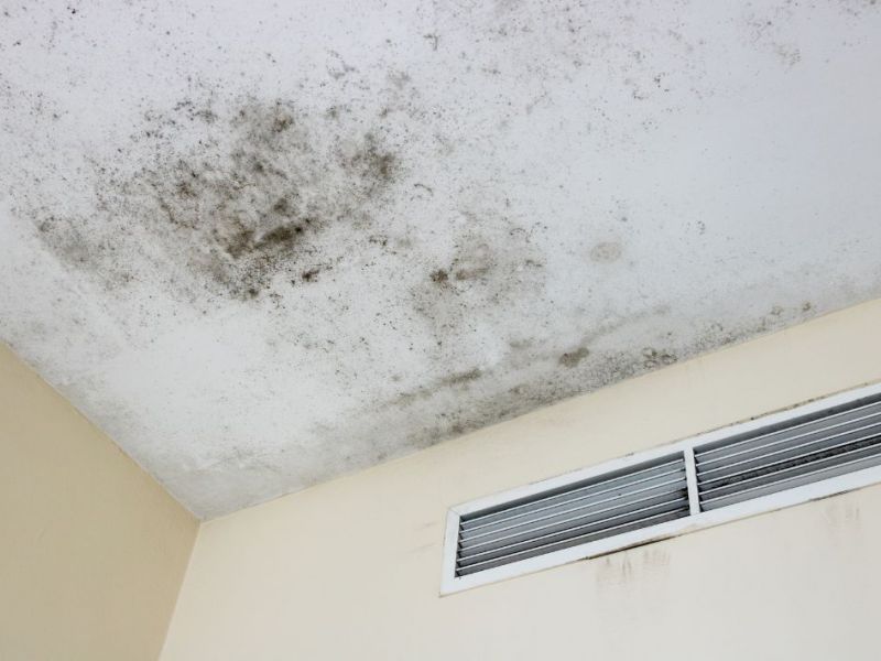 What Is The Average Cost Of Mold Remediation In Maumelle Ar