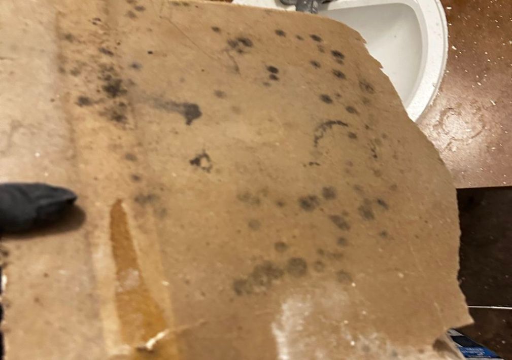 What Is The Average Cost Of Mold Remediation In Harrison Ar
