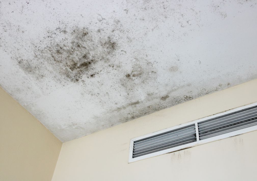 What Is The Average Cost Of Mold Remediation In Maumelle Ar