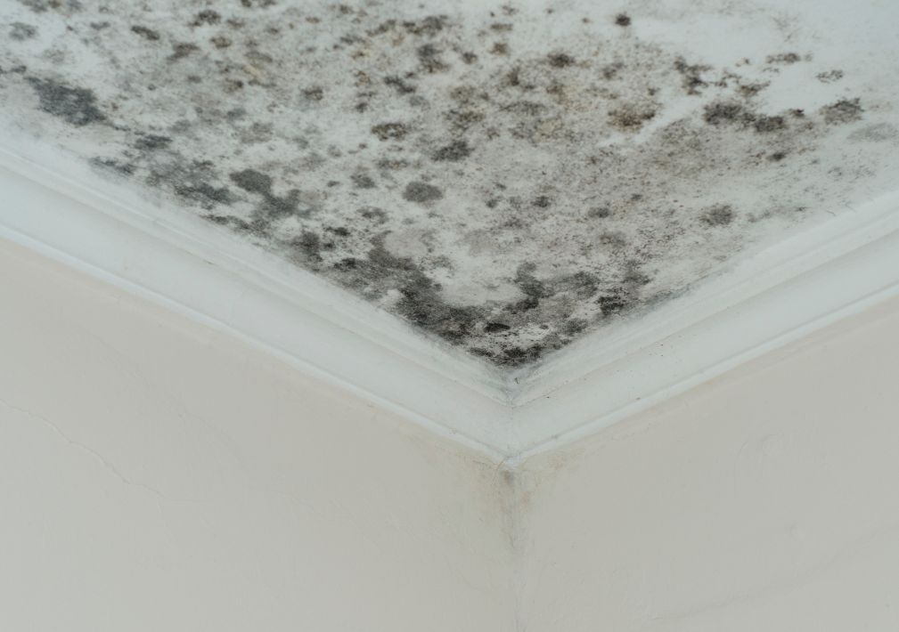 What Is The Average Cost Of Mold Removal In Lakeland