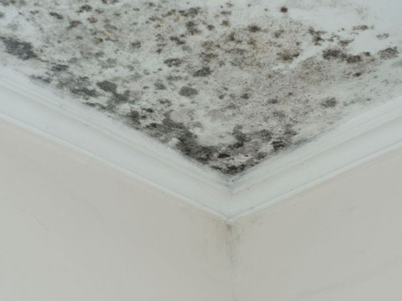 What Is The Average Cost Of Mold Removal In Lakeland