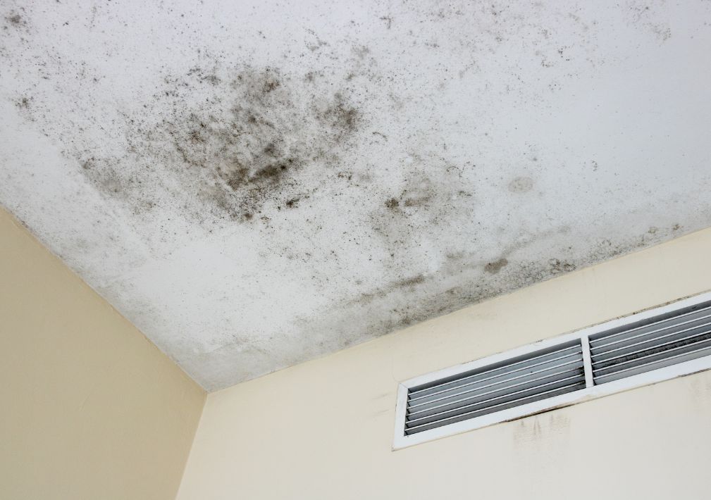 What Is The Average Cost Of Mold Remediation In Hollywood Sc