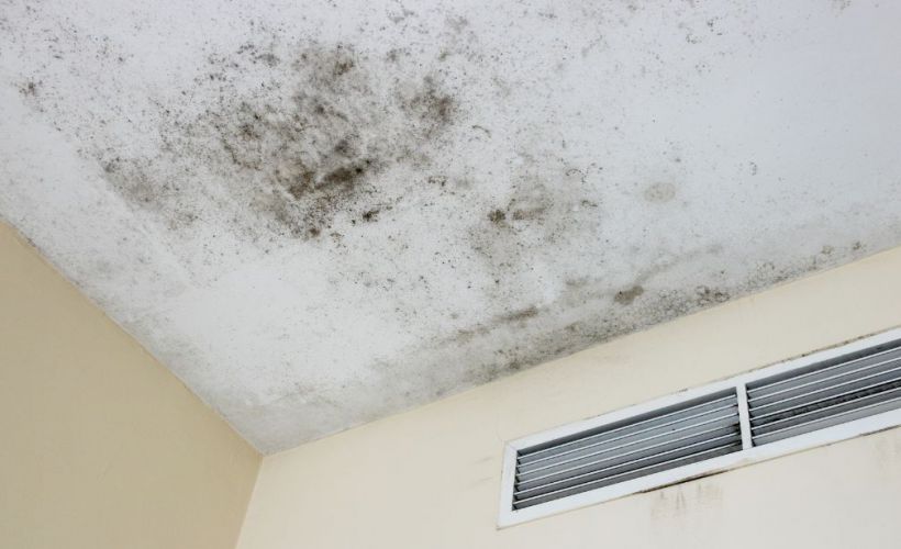What Is The Average Cost Of Mold Remediation In Hollywood Sc