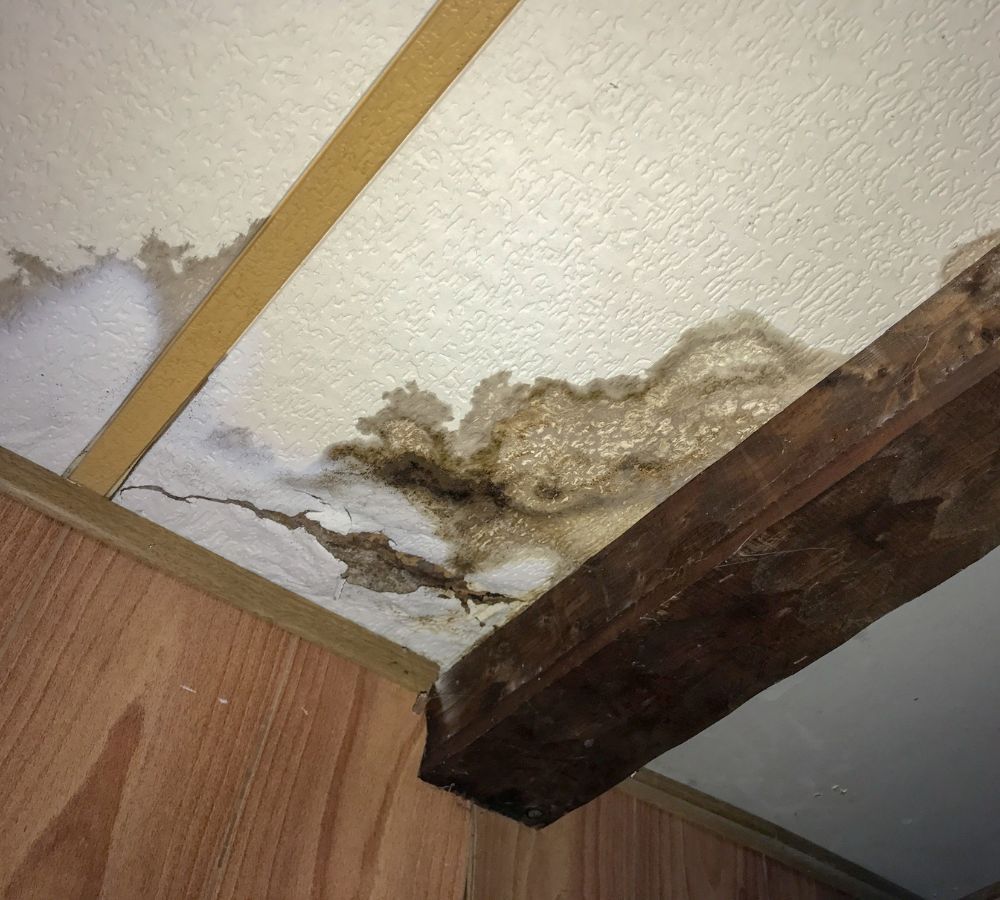 What Are The Health Risks Of Mold Exposure In Matthewsnc