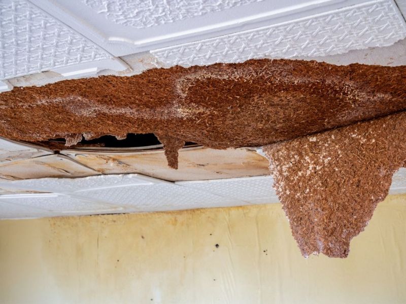What Is The Average Cost Of Water Damage Restoration In Collegedale