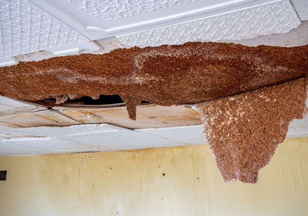 What Is The Average Cost Of Water Damage Restoration In Collegedale