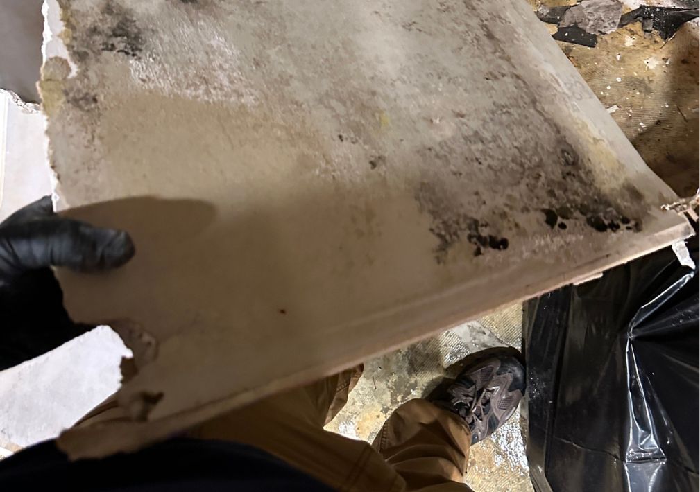 What Is The Average Cost Of Mold Remediation In Collegedale Tn