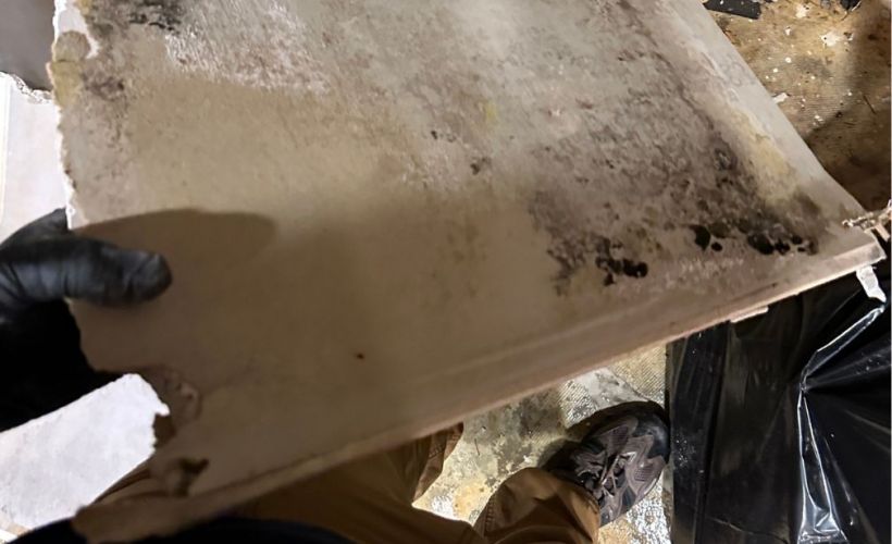 What Is The Average Cost Of Mold Remediation In Collegedale Tn