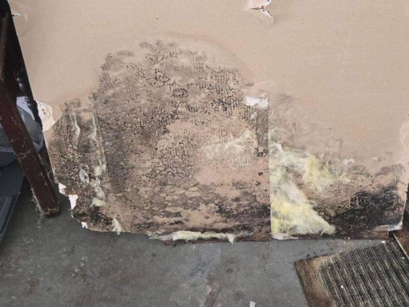 What Is The Average Cost Of Mold Remediation In Middletown Oh