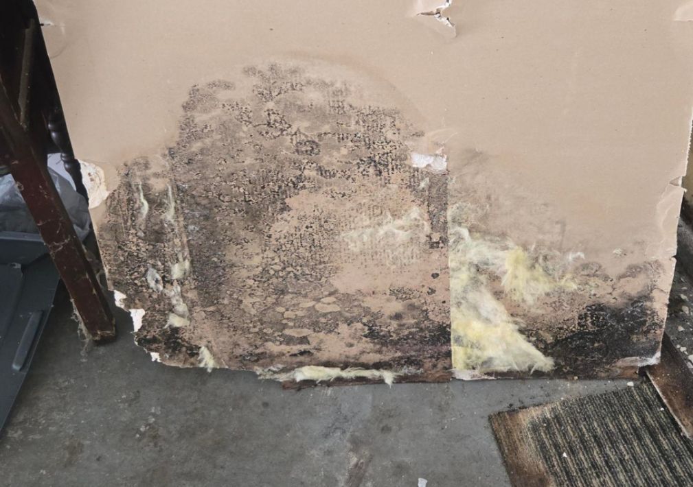 What Is The Average Cost Of Mold Remediation In Middletown Oh