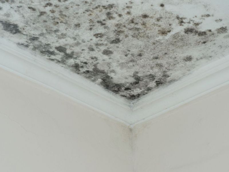 What Is The Average Cost Of Mold Restoration In Westwood Oh