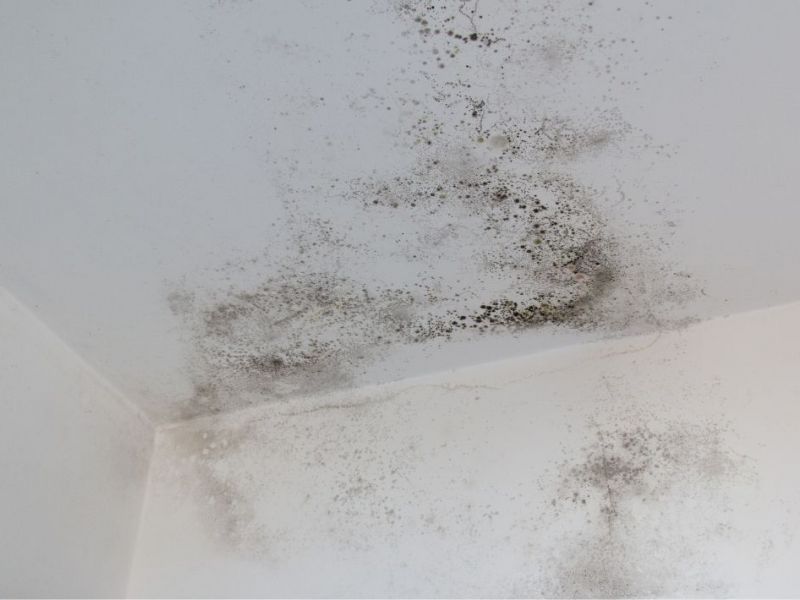 How Professionals Remove Mold