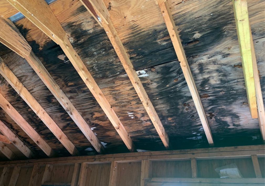 What Is The Average Cost Of Mold Damage Restoration In Willoughby