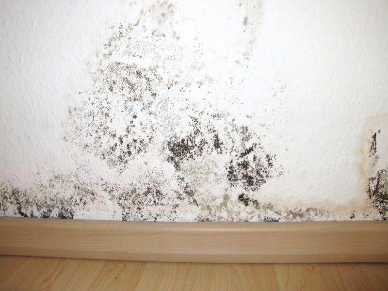 What Is The Average Cost Of Mold Remediation In Euclid Oh