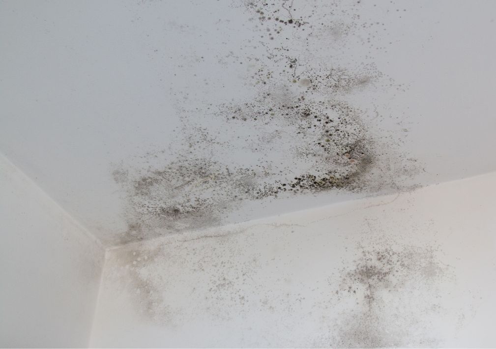 How Professionals Remove Mold