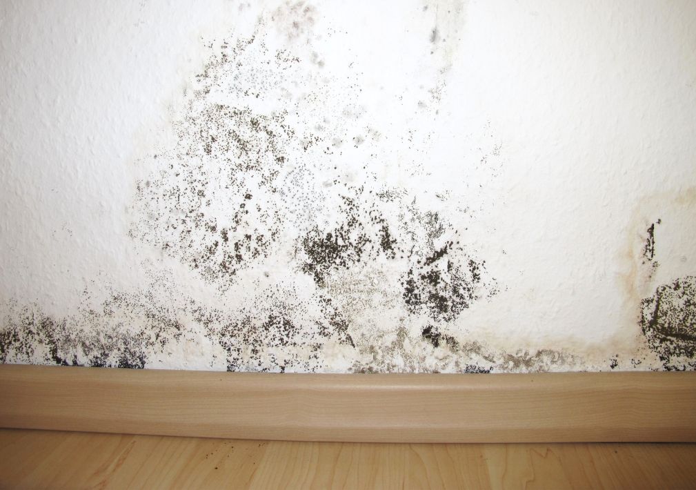 What Is The Average Cost Of Mold Remediation In Euclid Oh