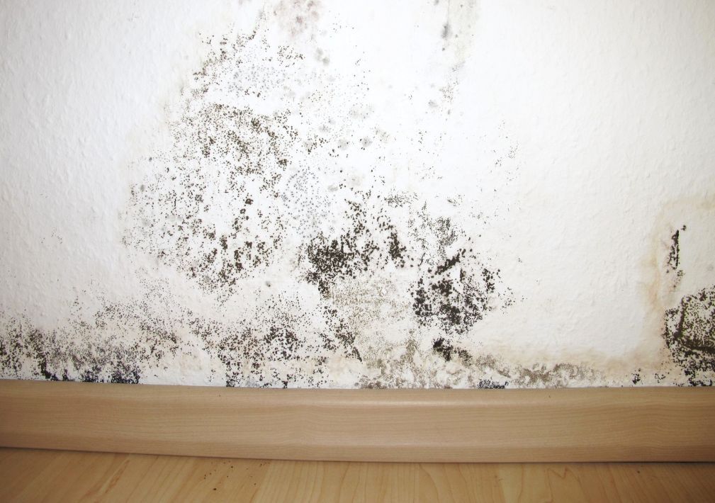What Is The Average Cost Of Mold Removal In Cripple Creek Co