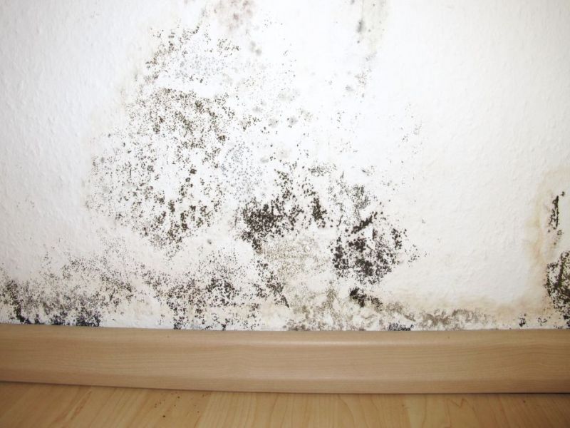 What Is The Average Cost Of Mold Removal In Cripple Creek Co