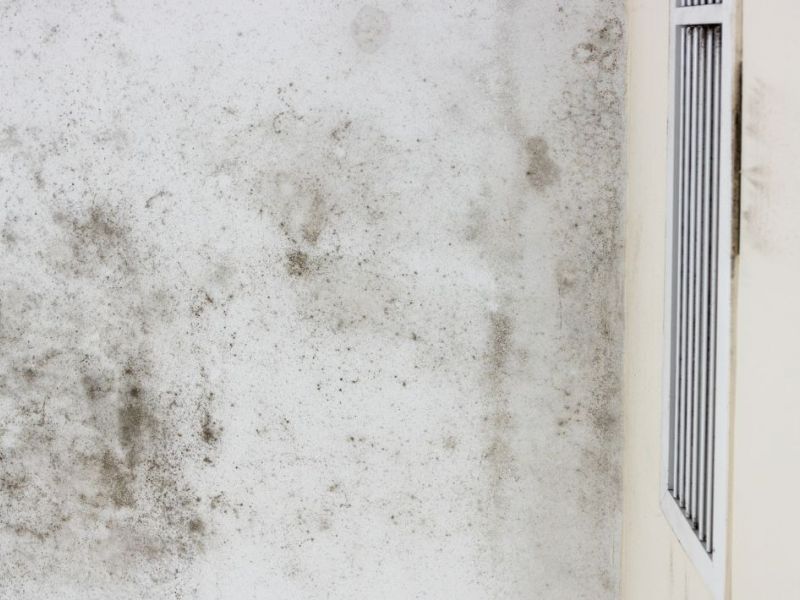 What Is The Average Cost Of Mold Remediation In Victor Co