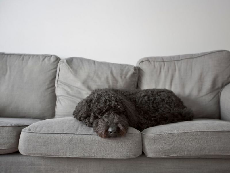 What Is The Average Cost Of Odor Removal In Knob Hill Co