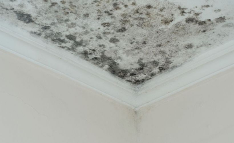 What Is The Average Cost Of Mold Remediation Cataula