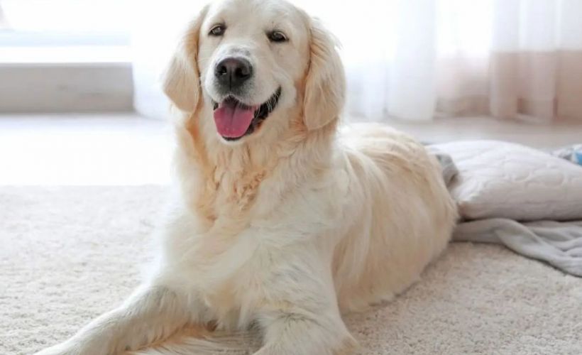 What Is The Average Cost Of Odor Removal In Galloway Oh