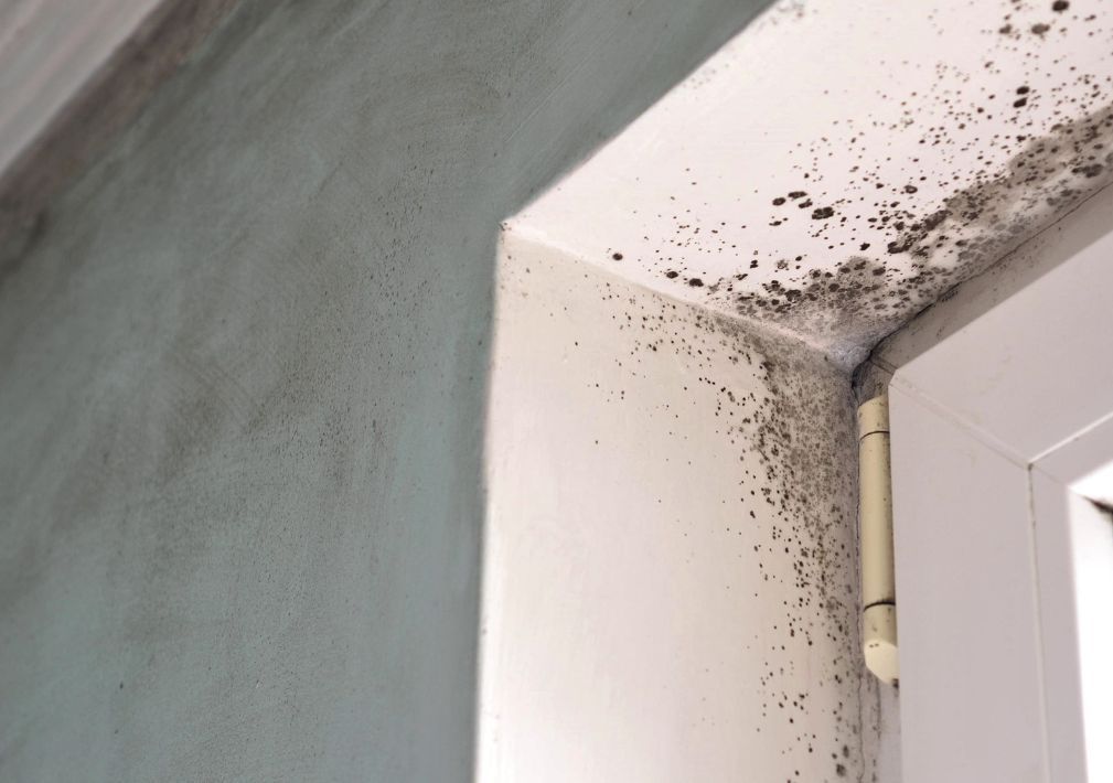 What Are The Health Risks Of Mold Exposure In Culpepper