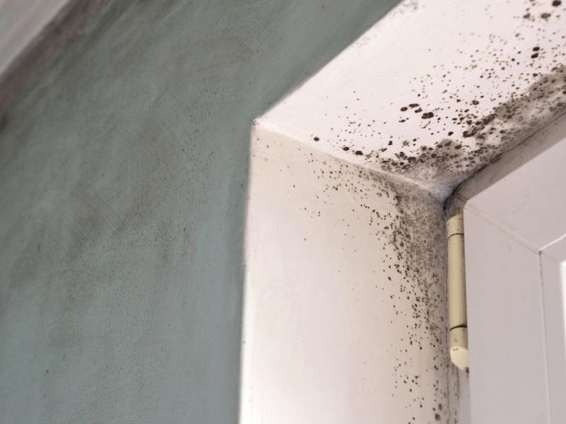 What Are The Health Risks Of Mold Exposure In Culpepper