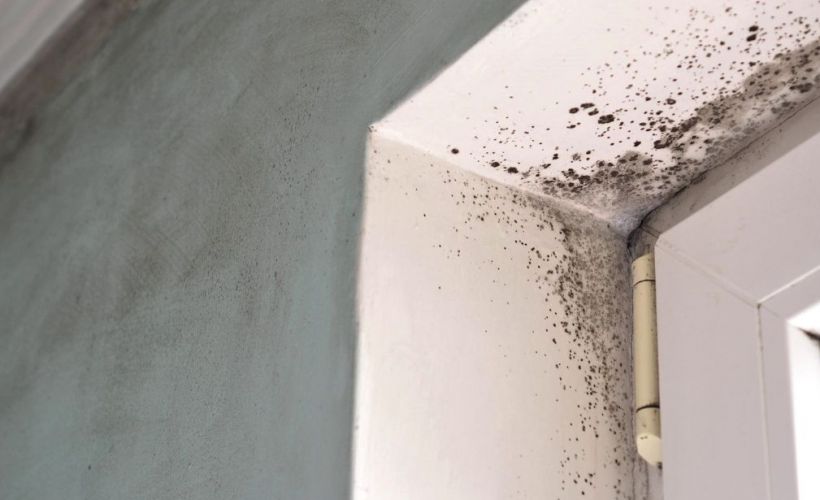 What Are The Health Risks Of Mold Exposure In Culpepper