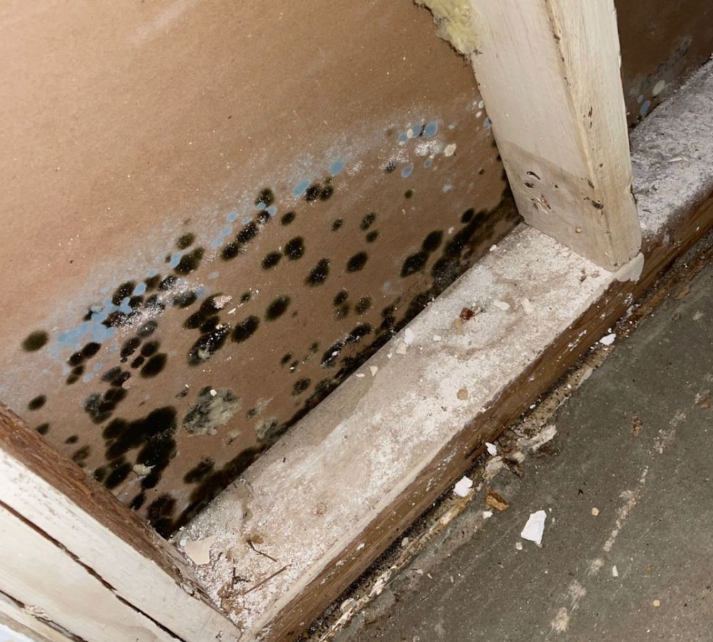 What Is The Average Cost Of Mold Damage Restoration In Warrenton