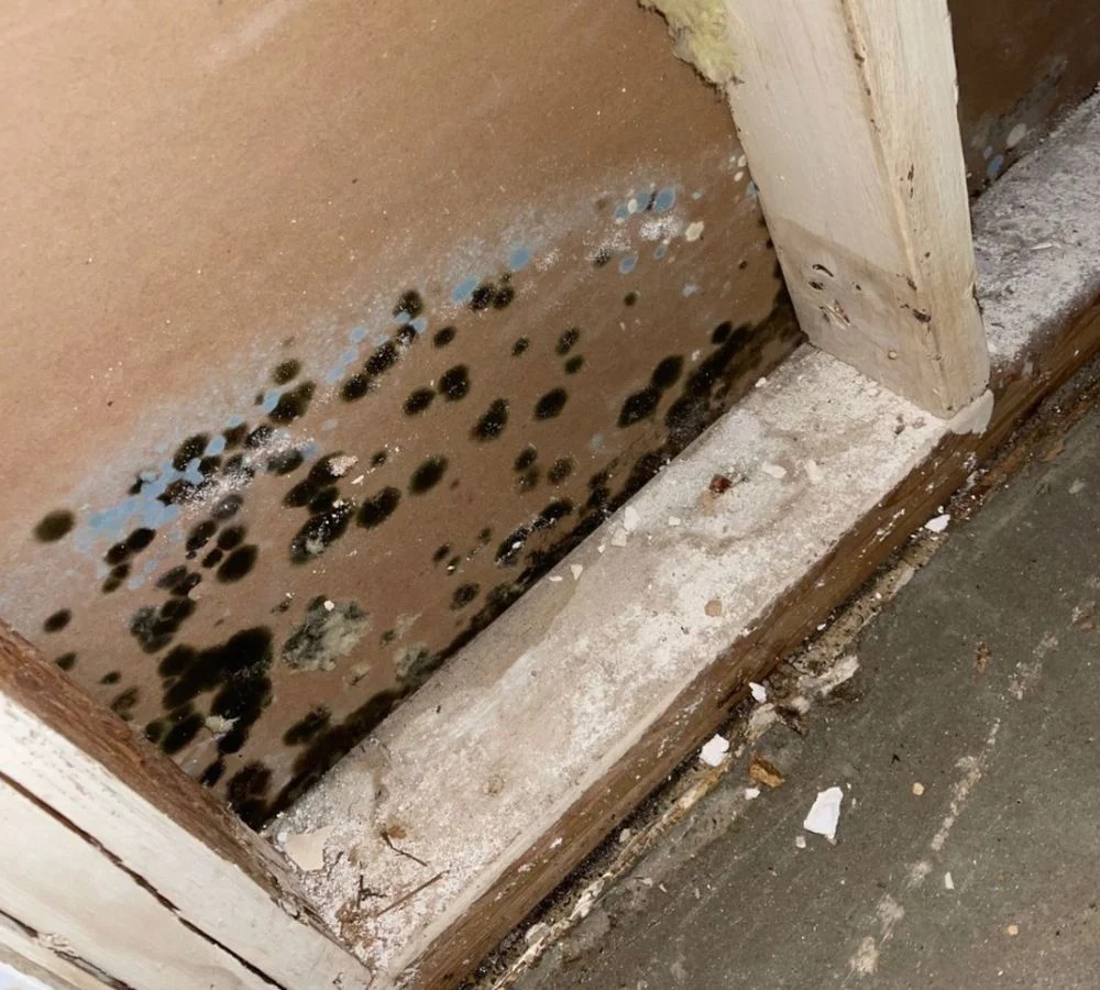 What Is The Average Cost Of Mold Damage Restoration In Warrenton
