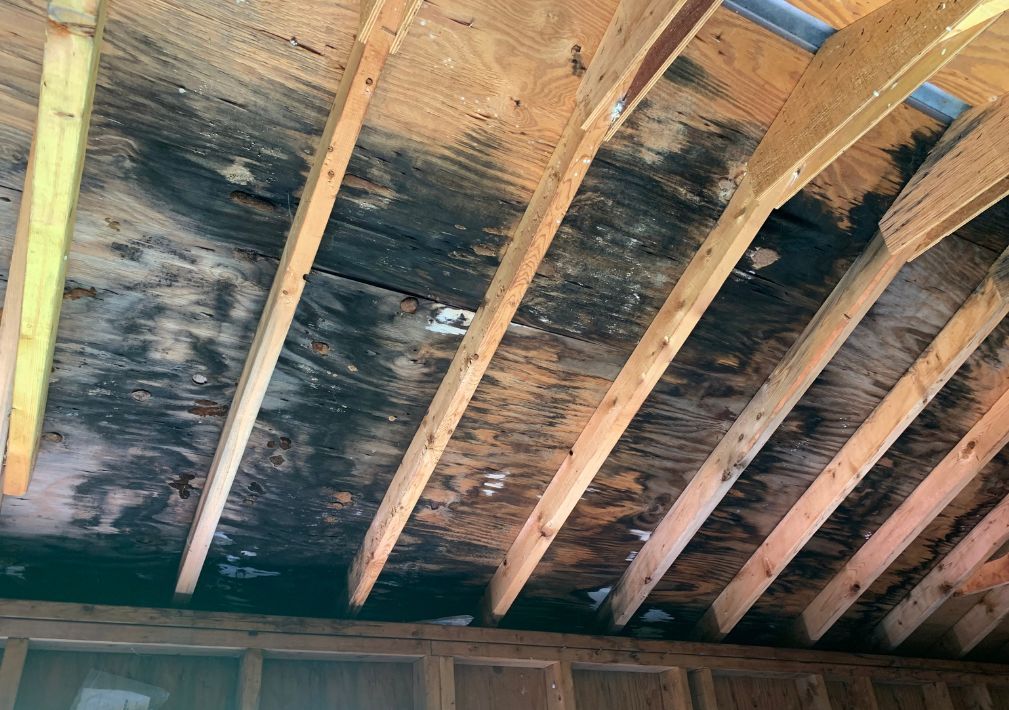 What Is The Average Cost Of Mold Remediation In Denison Tx