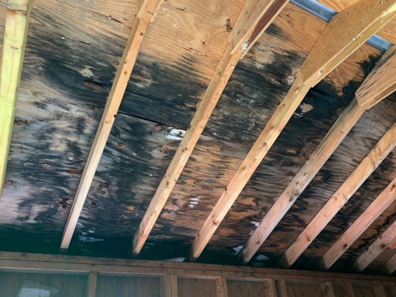 What Is The Average Cost Of Mold Remediation In Denison Tx