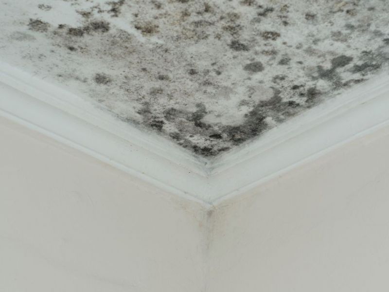 What Is The Average Cost Of Mold Restoration In Willow Park