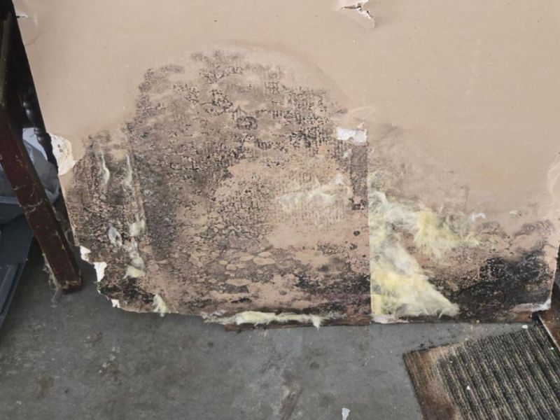 What Is The Average Cost Of Mold Remediation In Talleyville De