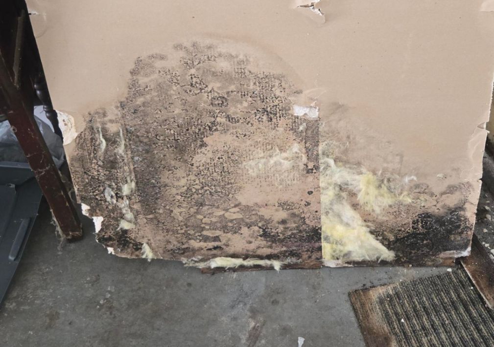 What Is The Average Cost Of Mold Remediation In Talleyville De