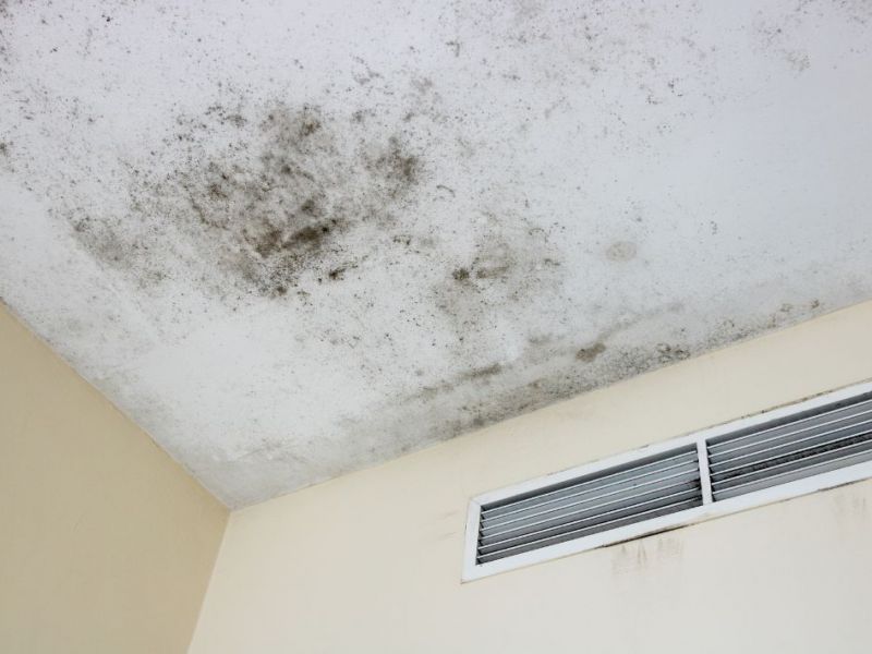 What Are The Health Risks Of Mold Exposure In Denver