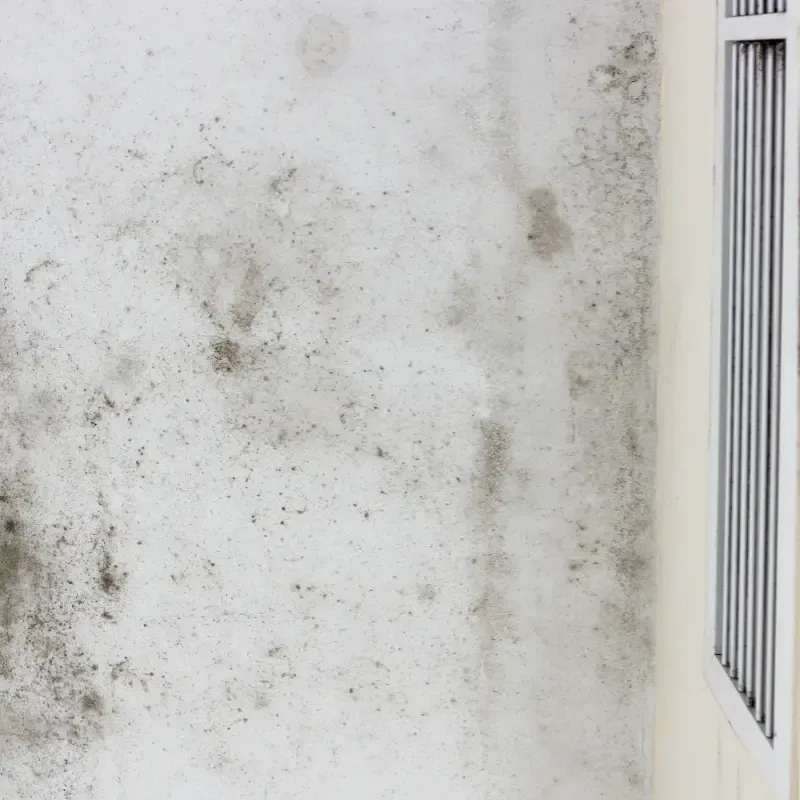 Commercial Mold Remediation Services Gallery 2